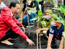 Presiden Joko Widodo : Rehabilitasi Mangrove Akan Terus Dilakukan di Seluruh Tanah Air