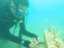 BNPB Bekerja sama dengan Universitas Tadulako Tanam 5.000 Bibit Terumbu Karang di Kawasan Teluk Palu Pulihkan Ekosistem Pantai Pascatsunami